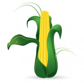 Create a Corn Cob in Adobe Illustrator
