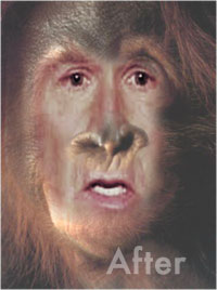 How to Make Your Very Own Bush Monkey