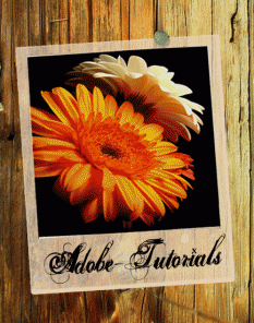 Animated Polaroid Photo Gallery