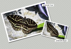 PSD Basics Pixels & Resolution