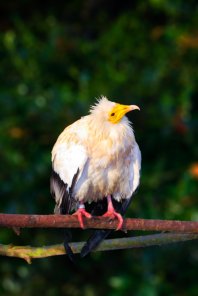 Photoshop Tip: Background Blurring