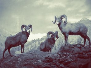 Add Colour Tones To Greyscale