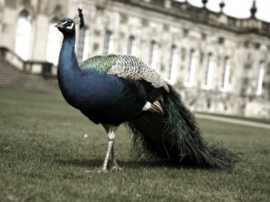 Elegant Sepia Tutorial