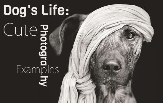 Dog's Life: Cute Photography Examples