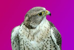 How to Separate an Image from its Background