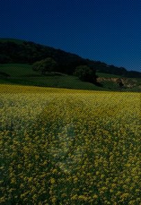 Hidden Images in Internet Explorer (Exclusive Tutorial)