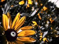 Black, White and Colour Photograph