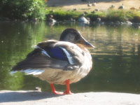 Dreamy Effect Design in a Few Steps