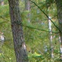 Fred Miranda\'s Stair Interpolation