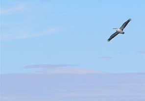 Spot Healing Brush Tool