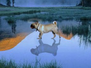 Water-walking Dog With Reflection (Exclusive Tutorial)