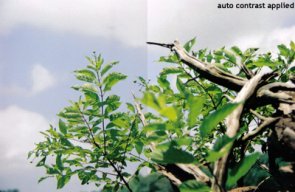 Photo correction 101 contrast