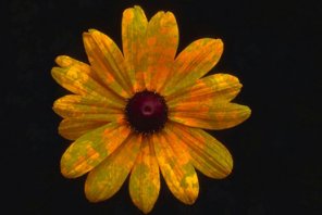 Using Image Apply Effect