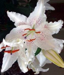 Removing a Colour Cast Using Levels