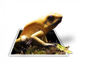 Out of pictures exclusive tutorial