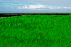 Growing Grass in the Desert