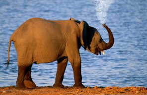 Water Shower Out of an Elephants Trunk